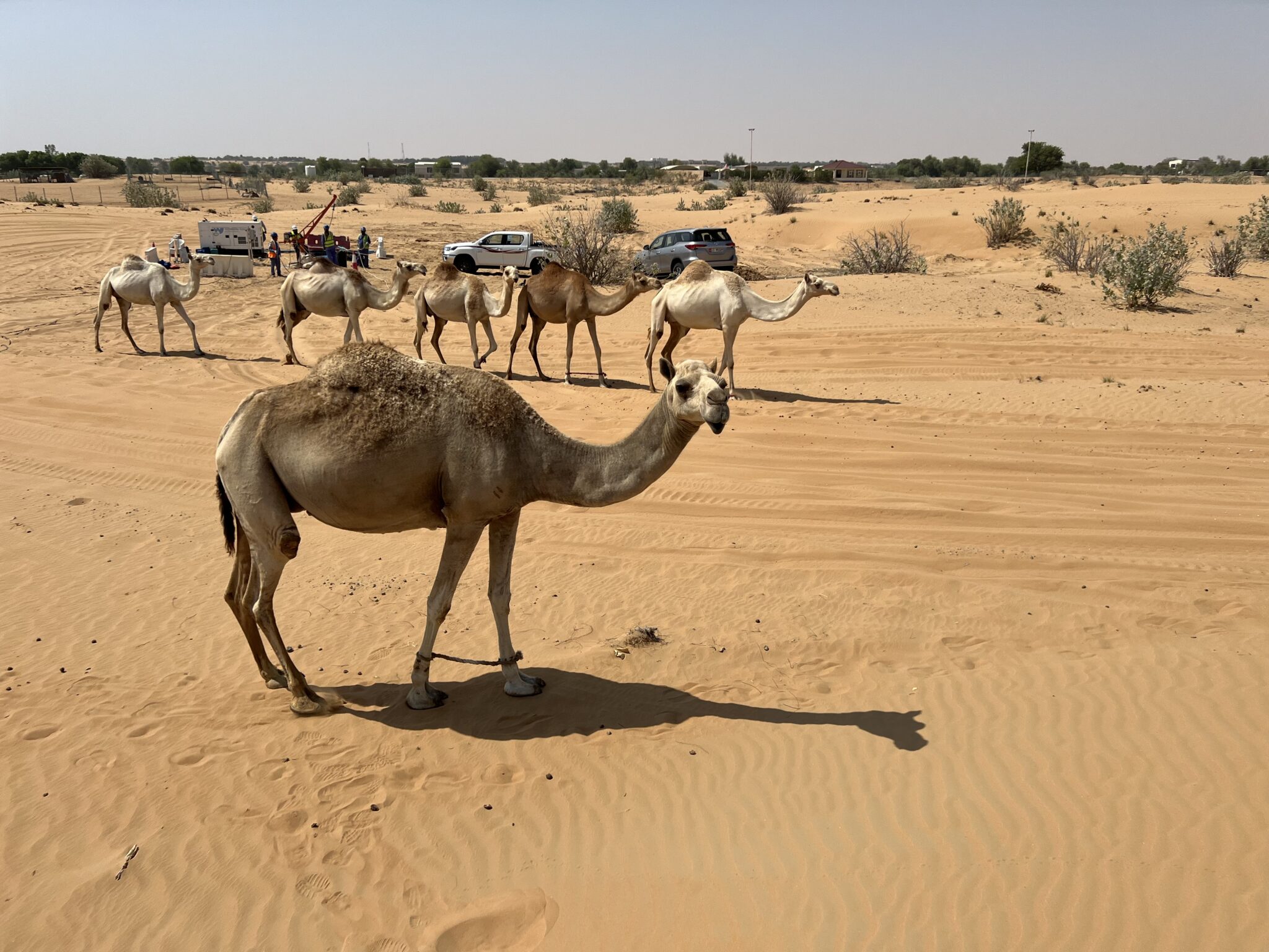 Lamas| DEWA Water Wells